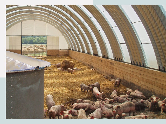 Строительство свинарников в Губкине